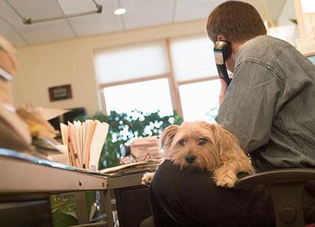 More Dogs Sit and Stay in the Workplace