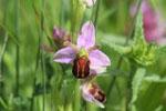 Bee Orchid (c) Alan Murray-Rust