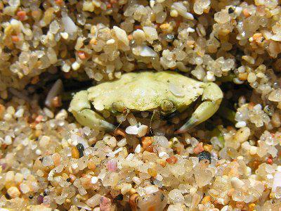 Common Shore Crab (c) Lmbuga