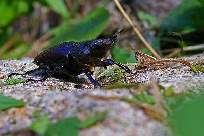 Stag Beetle (c) Glyn Baker