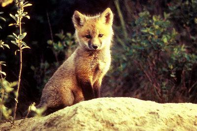 Red Fox Cub (c) Jim Frates