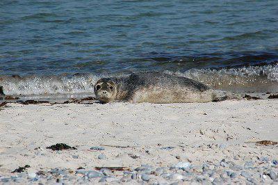 Common Seal Pup (c) Mirko Thiessen