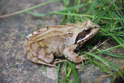 Young Common Frog (c) Rob Bendall