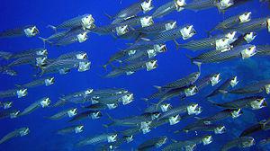 English: group of fish near the beach of Sharm...