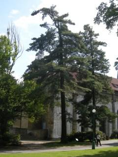 Pinus strobus (17/05/2012, Prague, Czech Republic)