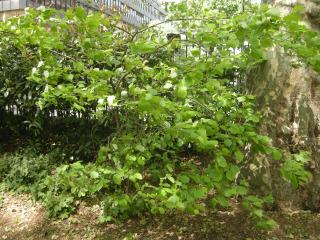 Corylus avellana (30/05/2012, London)