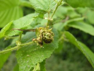 Corylus avellana Pollinated female flower (30/05/2012, London)