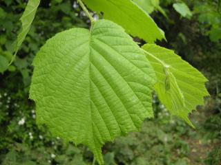 Corylus avellana Leaf (30/05/2012, London)