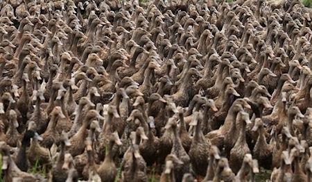 5,000 Ducks On Their Way To A Pond