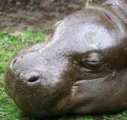 Pygmy Hippopotamus Pygmy Hippopotamus