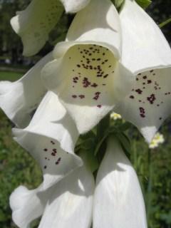 Digitalis purpurea 'Camelot Cream' Flower (30/05/2012, London)