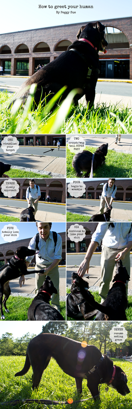 Seven steps of hello how dogs say hello