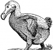 Featured Animal: Dodo