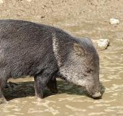 Collared Peccary Collared Peccary