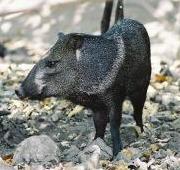 Collared Peccary Collared Peccary