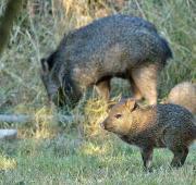 Collared Peccary Collared Peccary