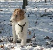 Fox Terrier Fox Terrier