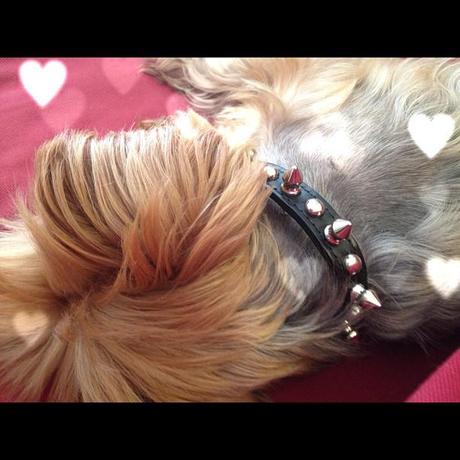 After getting bit by a dog 80x your size, you definitely need a spiked collar!
