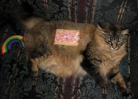 Nyan Cat Lives! Nine Cute Real Live Nyan Cats Nyan Cat Lives! Nine Cute Real Live Nyan Cats