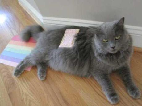 Nyan Cat Lives! Nine Cute Real Live Nyan Cats Nyan Cat Lives! Nine Cute Real Live Nyan Cats