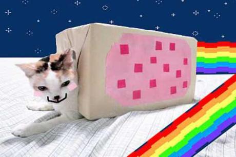 Nyan Cat Lives! Nine Cute Real Live Nyan Cats Nyan Cat Lives! Nine Cute Real Live Nyan Cats