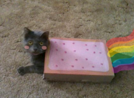 Nyan Cat Lives! Nine Cute Real Live Nyan Cats Nyan Cat Lives! Nine Cute Real Live Nyan Cats