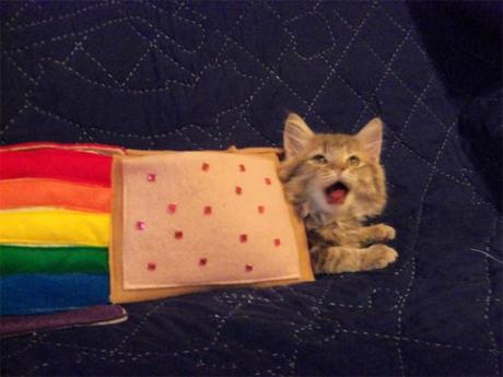 Nyan Cat Lives! Nine Cute Real Live Nyan Cats Nyan Cat Lives! Nine Cute Real Live Nyan Cats