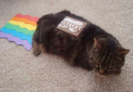 Nyan Cat Lives! Nine Cute Real Live Nyan Cats Nyan Cat Lives! Nine Cute Real Live Nyan Cats