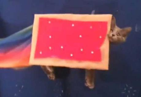 Nyan Cat Lives! Nine Cute Real Live Nyan Cats Nyan Cat Lives! Nine Cute Real Live Nyan Cats