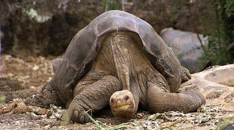 Lonesome George Dead