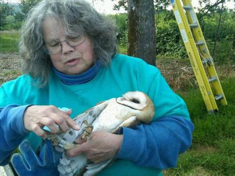 Orphaned Oregon Owls Enjoying Days Of Wine & Rodents
