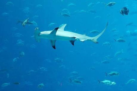 Shark Finning: Strip-Mining the Ocean’s Sharks Shark Finning: Strip-Mining the Ocean’s Sharks