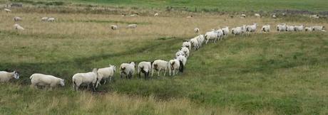 sheep Wednesday Links (6/27/12)