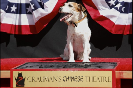Uggie, Canine Star of ‘The Artist,’ is First Dog to Put Paw Prints in Cement