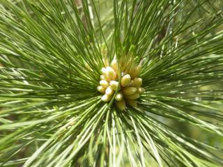 Pinus peuce Flower (17/05/2012, Prague, Czech Republic)