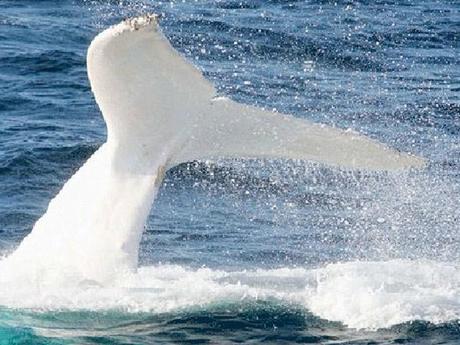 The white orca appears healthy and well at the ripe age of 16.