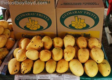 guimaras mangoes