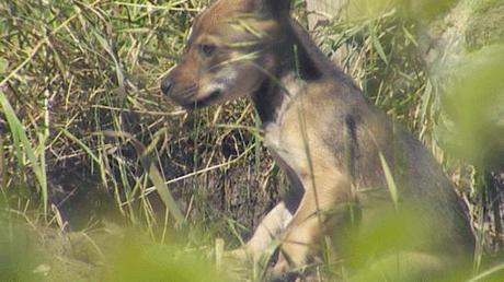 Red Wolf pup born at Point Defiance Zoo: image credit: KING