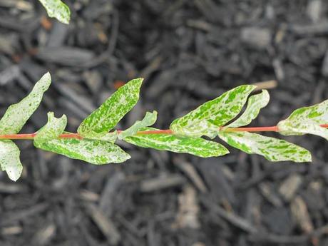 Rabbit training, an ugly spirea and beautiful devastation