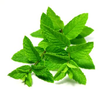 A sprig of mint Minty goodness
