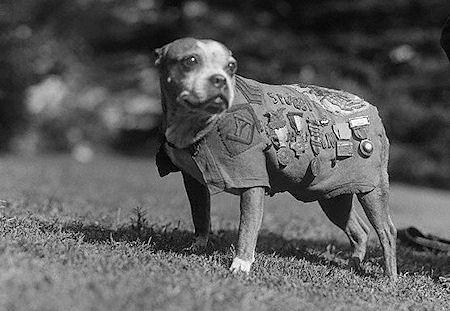 A Brief History Of Awesome Dogs
