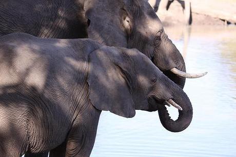 Gabon committed to ending to wildlife crimes Gabon committed to ending to wildlife crimes