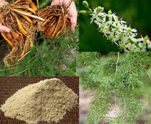 Shatavari-featured Shatavari: Another Menopause Miracle?