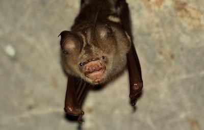 10 Bizarre Looking Bats
