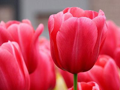 26 Gorgeous Tulip Pictures