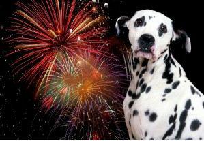 How to Help Your Dog During the Fourth