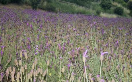 aroma park lavendar 