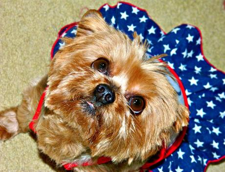 4th of july dog fashion