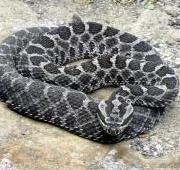 Rattlesnake Rattlesnake