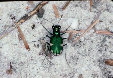 Planet's Coolest Critters--Tiger Beetles